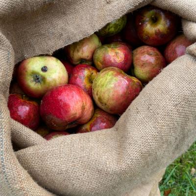 Apfelernte auf der Streuobstwiese in Unterkirchberg